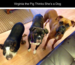 guacamolebeautyqueen:  ouijaboardsandtarotcards:  babbynugget:  tastefullyoffensive:  [pigpimpin]  Dying inside  I didn’t see the pig at first and got confused. Virginia is totally a puppy!   !!!!!!! Babies!!!!!!!!