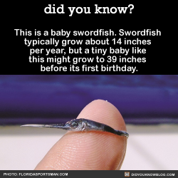 did-you-kno:  This is a baby swordfish. Swordfish typically grow about 14 inches per year, but a tiny baby like this might grow to 39 inches before its first birthday.  Source 
