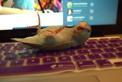 avianawareness:  thepacificparrotlet:  A+ bird blogging team I’ve got here, they’re clearly very hard workers  Tell you birds to tone down the cutes before my heart explodes. 