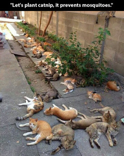 jumpingjacktrash:  gwylock1:  t3hsiggy:  pleatedjeans:  via  this is the funniest picture I’ve ever seen holy fuuuuck  lose mosquitoes… acquire cats  - fuckin two birds one stone  scratch my dye flowers garden idea, just gonna replace my whole yard