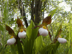 testicle plants! orquidofilia:  A small portion of a large population of Cypripedium candidum, in situ, near St. Peter, Minnesota, USA. By Brian. 