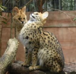 cuteanimals-only: Serval cat see, serval cat do.