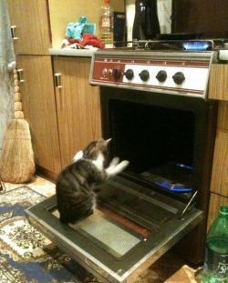 vampiratestakemanhatten:  sweetbabycheesus:  night-clowns:  He’s summoning Satan  or maybe he’s just warming his paws because they’re cold   No, he’s a cat. He is definitely summoning Satan. 