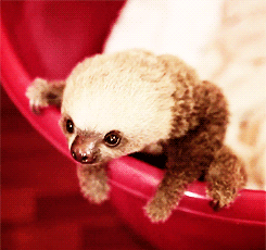 lahnijoy:  EVERYBODY STOP WHT YOU ARE DOING AND LOOK AT THIS FUCKING ADORABLE SLOTH. 