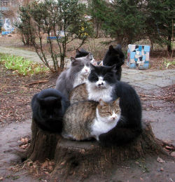 deanshuggybear:  fozmeadows:  In which seven cats all discover the same slightly elevated flat thing and claim it as their own while pretending the other six cats don’t exist.  game of thrones 