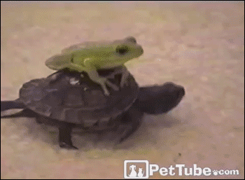frog rides turtle
