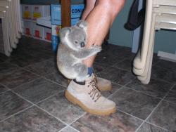 Hang in there, mate (a young Koala recovers from injuries at the Koala Hospital, Port MacQuarrie, Australia)
