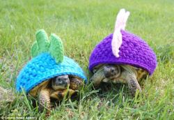 thefrogman:  Tortoise cozies crocheted by Katie Bradley [etsy]  Oh MY GOD