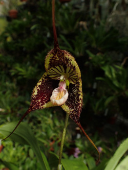 orchid-a-day:  Dracula robledorumSyn.: Dracula chimaera var. robledorumJuly 18, 2019 