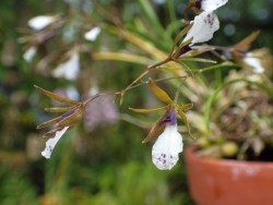 orchid-a-day: Oestlundia cyanocolumna Syn.: Encyclia cyanocolumna, Epidendrum cyanocolumna June 7, 2017  