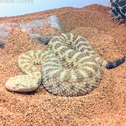  snake-lovers: Cerastes vipera   