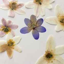 blossomalida: Newly pressed flowers