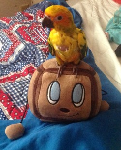rawritscarol:  It seems as if my bird enjoys Tiny Box Tim just as much as I do