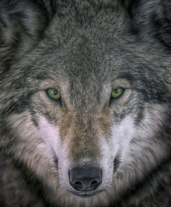 the-smiling-wolf:  beautiful-wildlife:   Gray Wolf Portrait by Rick Mousseau The eyes tell all.   Wishing you all a beautiful day. Be well, be happy, be safe my friends 😊🐺💖 