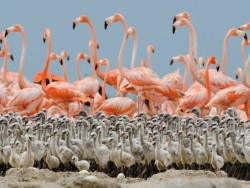 Alone in a crowd (Flamingo flock with newly-hatched chicks)