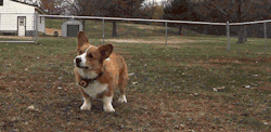 thefrogman:  This is the little dance Otis does before I throw his ball. 