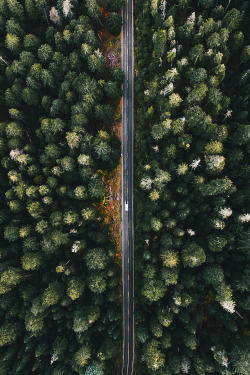 ikwt:    Tiny car or just really big trees? (alliemtaylor) | instagram 