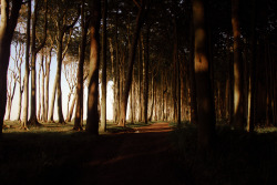 hinterdemmond:  “ghost forest” in the evening light, baltic sea, nienhagen 