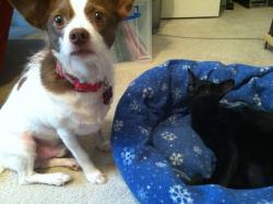 catsbeaversandducks:  10 Dog Beds Stolen By Cats“Why, Master? Just… WHY.”Photos via Stolen Dog Beds