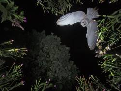 gobe:  “Last night I photographed a Barn Owl hovering above prey at a local farm where I have been baiting them for some time, I did attempt this last winter but failed due to the lens misting, still a work in progress” ~ Roy Rimmer