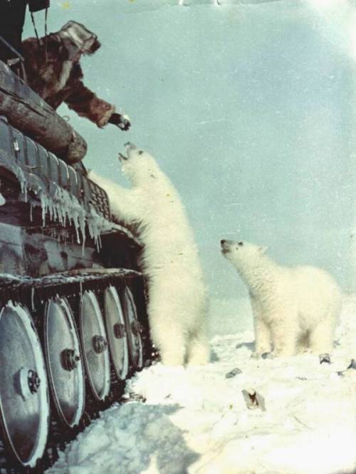 Russian soldiers feeding polar bears&hellip;https://painted-face.com/