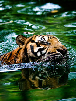 trvl:   by Nicholas Leong  tigers are just such majestic creatures. ah.