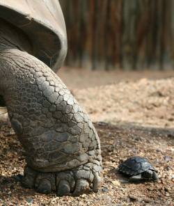 asapscience:  Mother and baby Galapagos tortoises! When full grown, they can weigh upwards of 500 lbs.  via Discovery News 