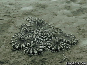 inverted-mind-inc: batchygyo:  blue-bower:  bugcthulhu:  meglyman:  Mimic Octopus has had enough of Dancing Crab’s shenanigans  darn dancing crabs and their jazz crab hands  ‘HELLO MY BABY HELLO MY H-““NO”  i cant control my hand suddenly  