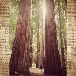 #redwoods #grove #mendocino #california #aaron  (at Frank and Bess Smithe Redwood Grove)