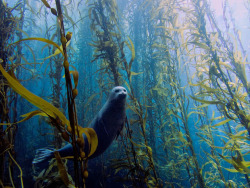 celtic-forest-faerie:  {Seal In A Kelp Forest} by {Kyle McBurnie}