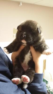 awwww-cute:  Fat puppy