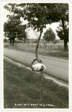 redlipstickresurrected:  Alan Mays (Pennsylvania, USA) - A Cat In A Knot In A Tree, 2014   Photography 