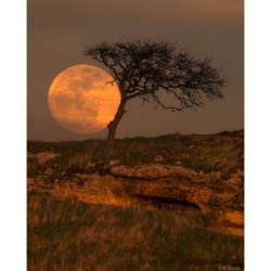 Blue Moon Tree #nasa #apod #erichouck #moon #bluemoon #fullmoon #satellite #solarsystem #tree #oaktree #juxtaposition #knightsferry #california #space #science #astronomy