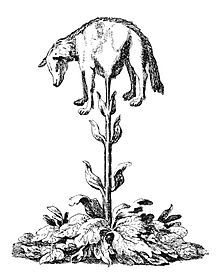 cryptid-wendigo: The Vegetable Lamb of Tartay is a legend from Central Asia; it was believed that this lamb grew from this plant. The lamb was attached to the plant by something that acted as an umbilical cord. The lamb would graze on the foliage around