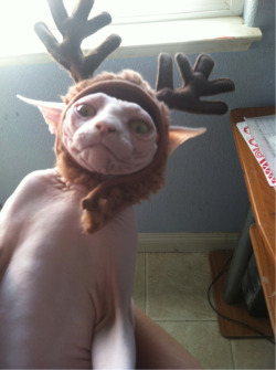 kittyslibido:  subtakescareofbusiness:  thatfunnyblog:  MASTER HAS GIVEN DOBBY A HAT  Dobby is a free elf!  … *dies* … poor naked cat….   Lmao oh my side&rsquo;s&hellip;&hellip; why not give dobby some pants too