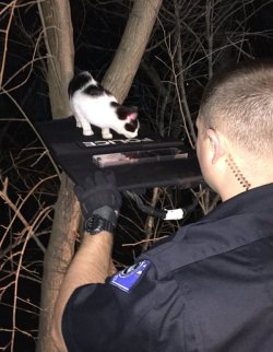 webofgoodnews:  Officers lure trapped cat to safety using red-dot sight on a taser, shield –So that’s the easiest way to get a cat out of the tree…get them chasing a red dot! 