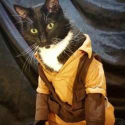 notnumbersix:  finder-of-things:  convoluted-moonscape:  cat-cosplay:  “I am a leaf on the wind… Watch how I soar…”  Debuting Fan Request -   Hoban “Wash” Washburne from Firefly!  Because reasons   @notnumbersix and @boutiquepussy  I could