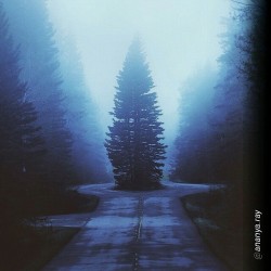 By @ananya.ray &ldquo;Tree divider.&rdquo;   #tree #treesworld #trees #shadows #mist #mystery #beauty
