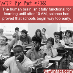 wtf-fun-factss:  Are morning classes good for you? - WTF fun facts
