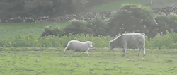 screwyoumegn:  fluent-in-lesbianism:  walnuthouse:  cineraria:  Sheep teaches young bull to head butt, Terceira Azores - YouTube  lessons in friendship  HE RUNS SO SO FAST THEN SLOWS AND *boop* I’M DYING  It’s precious 
