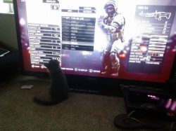 ahoboandhisbox:  ileftmyheartinwesteros:  He likes to watch me play battlefield. Sometimes he even jumps at the screen.  I’m jealous of your TV. Probably getting a PS4 if I get anything next gen though  What&rsquo;s different about the ps4? I honestly