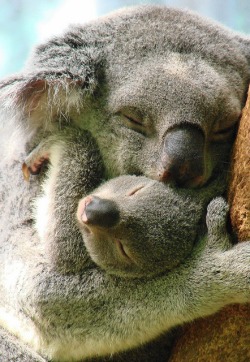 Happy nap (Koala and her little joey)