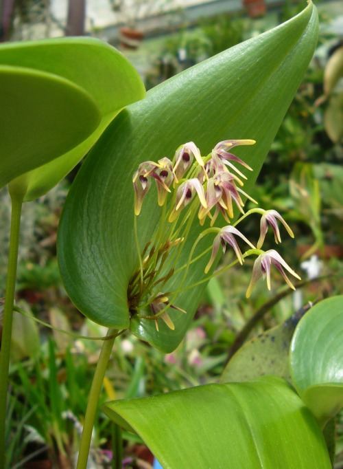 orchid-a-day:  Pleurothallis dunstervilleiSyn.: Ancipitia dunstervilleiJuly 26, 2020 