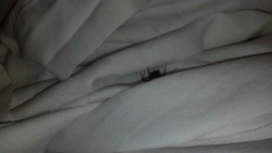 shakeitoffgirl:  theproblematicblogger:  Reblog in 20 seconds or this spider will appear in your bed tonight  I’ve never reblogged one of these but I’m sorry I just cannot take this chance   Actually statistically speaking, at least one spider crawls