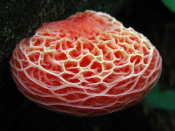vintagemarlene:  wrinkled peach fungus (via twistedsifter.com)