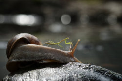 magicalnaturetour:  Praying Mantis Rides Snail Through Borneo Jungle. (Photos by Nordin Seruyan/Barcroft Media) 