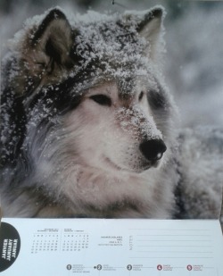 wolveswolves:  Look what David bought me ^___^ Behold: Miss January - isn’t she gorgeous?