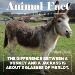 funnyordie:  Animal Fact of the Day