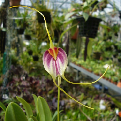 orchid-a-day:  Masdevallia fulvescensSyn.: Masdevallia schroederiana var. fulvescens; Reichantha fulvescensMay 16, 2021