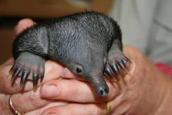 zooborns:  Echidna Puggle Gets a Helping Hand  A team of veterinary nurses at the wildlife hospital of Taronga Western Plains Zoo in Australia has been hand-raising and caring for an orphaned Echidna puggle since it was found on a road in November.  Learn